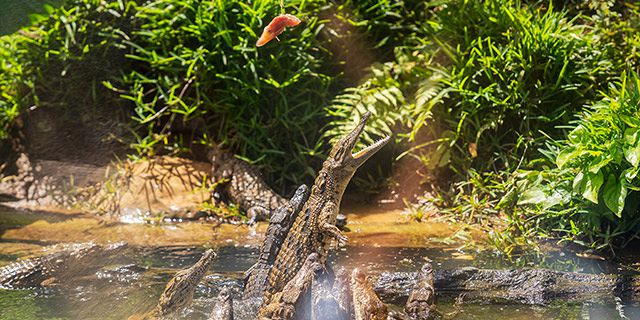 Mauritius south tour private tour (4)